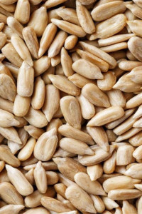 مغز تخمه
